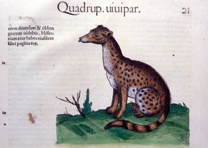 The Jackal - in Historia Animalium by Conrad Gesner, Tiguri