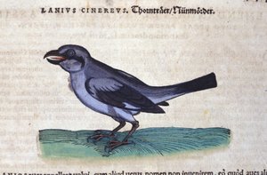 The Shrike in Historia Animalium by Conrad Gesner