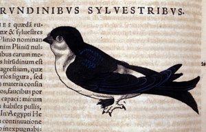 The Swift in Historia Animalium by Conrad Gesner