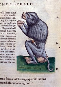 The baboon after Historiae animalium by Konrad Gesner