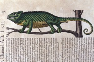 The chameleon after Historiae animalium by Konrad Gesner, Tiguri
