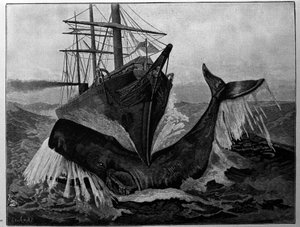 The Collision Between a Boat and a Sleeping Whale