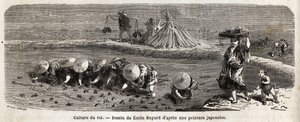 The cultivation of rice: second stage, the seeds are transplanted, carefully transplanted by tufts arranged in staggering, this is where the rice must grow and ripen before harvest, on the enclosure dams, straw fetuses are arranged to scare away the birds by Unknown artist