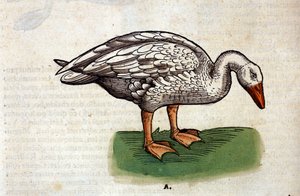 The goose after the Historia Animalium by Conrad Gesner, Tiguri 1560. Biblioteca nazionale Braidense. Milan