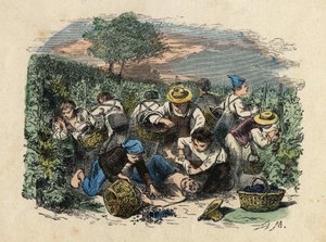 The Harvest. 19th century illustration. Bianchetti Collection