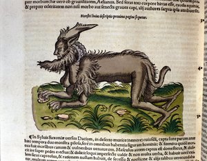 The manticore from the Historia Animalium by Conrad Gesner, Tiguri 1560. Biblioteca nazionale Braidense. Milan by Unknown artist
