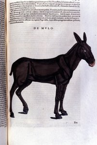 The Mullet after Historiae Animalium by Konrad Gesner by Unknown artist