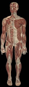 The muscles of the head, trunk and extremities on the anterior part of the body. In 