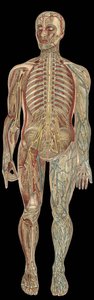 The nervous system. board in 