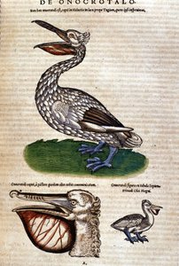 The pelican from “Historiae animalium” by Konrad Gesner, Tiguri.