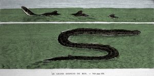 The sea snake observed in 1872 in the Meridional Atlantic. by Unknown artist