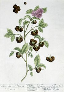 The tea plant Frutex Bontii - botanical board by Unknown artist