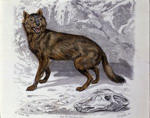 The wolf. Plate taken from a Natural History Treat of 