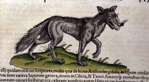 The wolf after the Historia Animalium by Conrad Gesner, Tiguri 1560. Biblioteca nazionale Braidense. Milan by Unknown artist