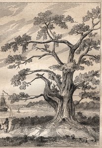 Third voyage by Captain James Cook: tree under which Cook observed the passage of Venus - illustration taken from The Great Mariners of the 18th century