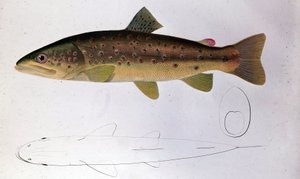 Trout - Natural History Board