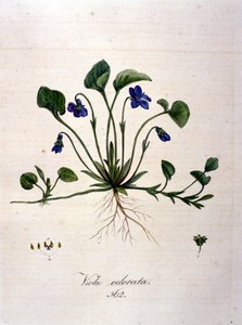 Violet by Unknown artist