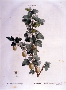 White currant or mackerel: 19th century botanical board