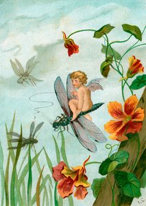 Winged Fairy Riding a Dragonfly near Nasturtium Flowers