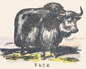 Y: Yak