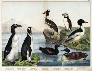 Common Goldfish (Mergus merganser), Common Grebe (Podiceps cristatus), Common Loon (Colimbus glacialis), Black Guillenot (Cephis grylle), Great Pinguoin (Alca impennis), Puffin (Fratercula artica), Royal Penguin (Aptenodytes patagonicus)