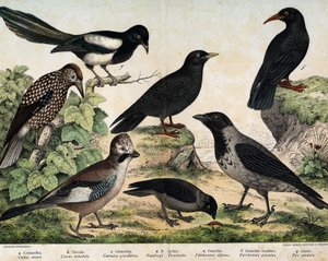 a: Hooded Crow (Corvus cornix), b: Jackdaw (Corvus monedula), c: Eurasian Jay (Garrulus glandarius), d: Spotted Nutcracker (Nucifraga caryocatactes), e: Alpine Chough (Pyrrohocorax alpinus), f: Red-billed Chough (Pyrrhocorax pyrrhocorax) by Unknown artist