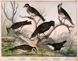 a: Northern lark (Alauda arvensis), b: Woodlark (Lullula arborea), c: Crested lark (Galerita cristata), d: Common starling (Sturnus vulgaris), e: Dipper (Cinclus cinclus), f: Song thrush (Turdus philomelos) - in “Natural History of Birds”, ed. Hoepli, Mila