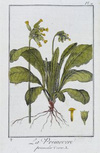 Primrose (Primula veris) - in 