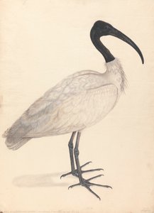 A Black and White Indian Bird (one of a pair) by Unknown artist