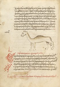 A Camel
