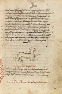 A Dog