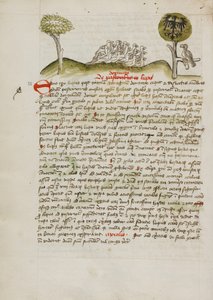A Flock of Birds under a Tree including a Crowned Eagle with a Heraldic Blazon on its Wings