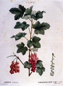 A gooseberry: 19th century botanical board.