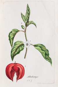 Alkekengi