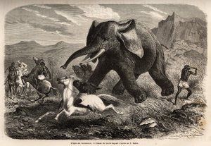 An elephant ends the troop that chased him and charges the hunters on horseback, while one of the hunters arms his arm to stop it and finish it with a swamp. Engraving to illustrate the exploration of the Abyssinian tributaries of the Nile, by Sir Samuel W