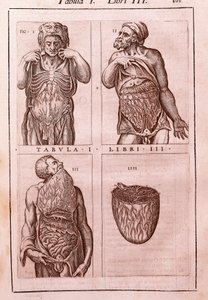 Anatomical board representing: the dimensions, muscles of the abdomen, intestines and stomach (engraving in "Anatomia Corporis Humani" by Juan Valverde De Amusco, Table I, Book III)