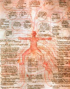 Anatomical Chart Illustrating Blood Circulation by Unknown artist