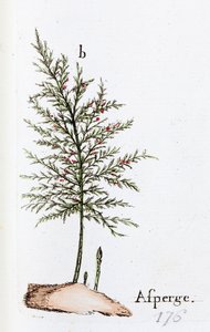 Asparagus