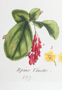 Barberry