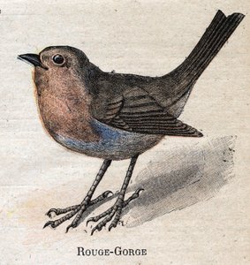 Birds Useful to Agriculture: Red-Throat by Unknown artist