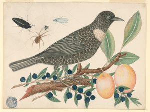 Black Bird with Blueberries and Apricots