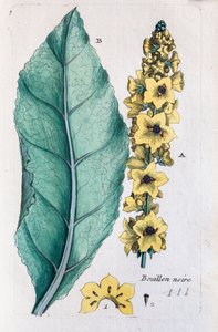 Black Mullein