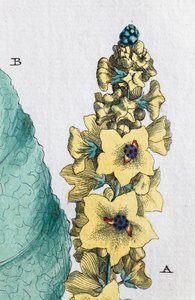 Black Mullein
