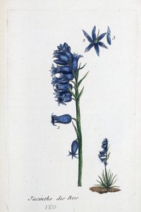 Bluebell
