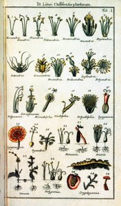 Botanical Board: Classification of Plants by Carl von Linne by Unknown artist