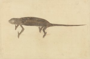 Chamaeler Chamaeleon