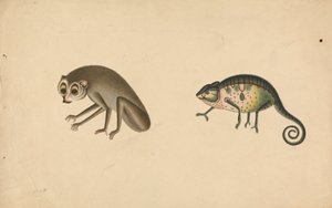 Chameleon and a Mammal by Unknown artist