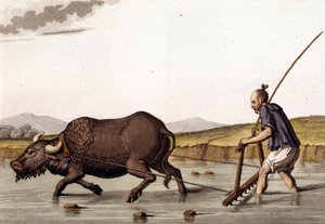 China, ploughing rice crops with beef - in “The Old and Modern Costume” by Jules Ferrario by Unknown artist