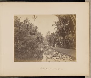 Coconut Grove near Galle, Ceylon by Unknown artist