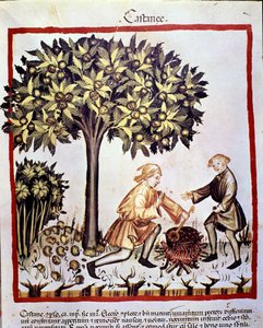 Collection and preparation of chestnuts in autumn. Illumination from 